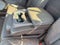 2026 RAM 1500 Limited CLEAN CARFAX 1-OWNER